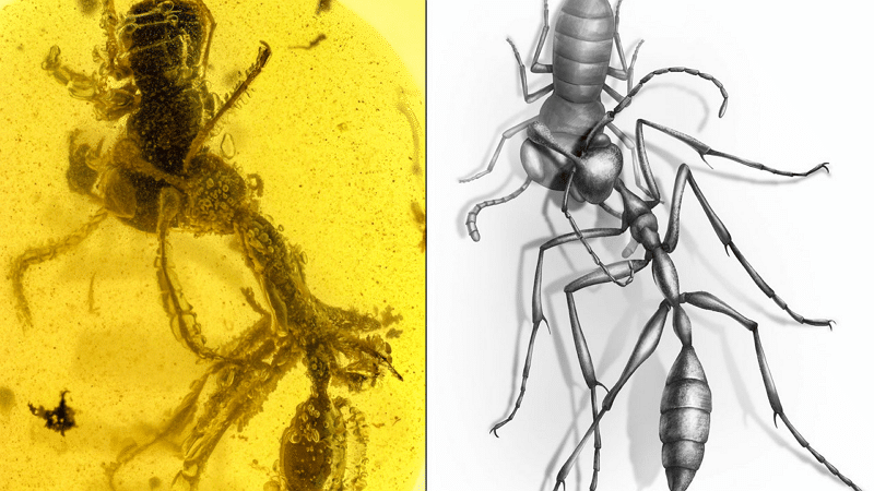 Image 1 : Des chercheurs découvrent une "fourmi de l'enfer" fossilisée en plein combat