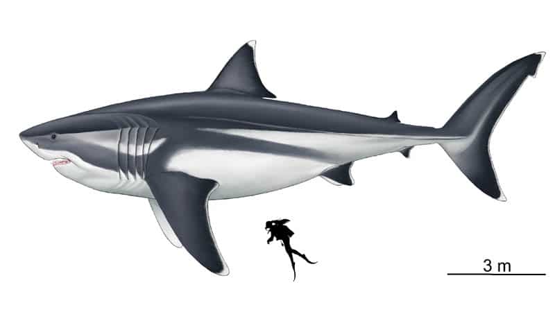 megalodon