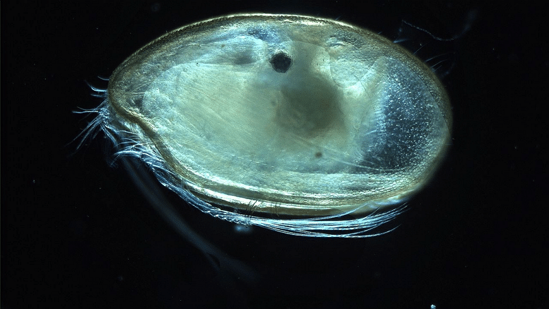 Ostracode