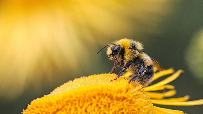 Une abeille posée sur une fleur