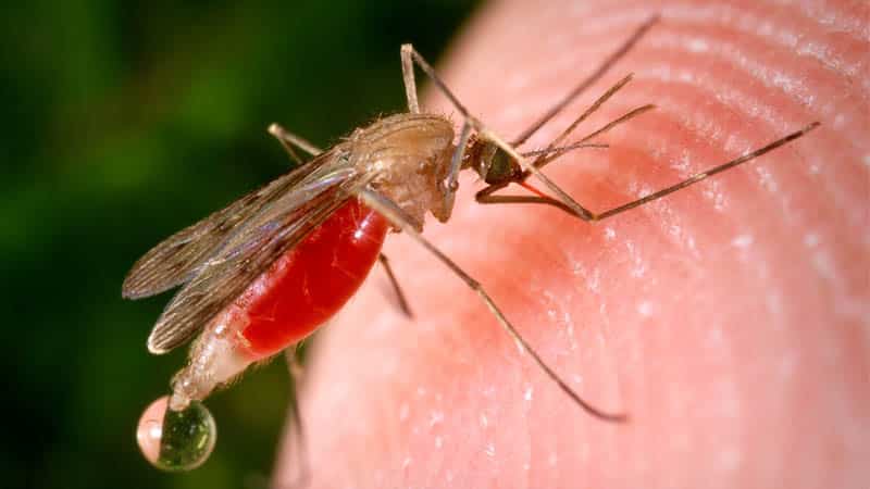 Image 1 : Pourquoi les moustiques sucent-ils votre sang ? Les scientifiques ont enfin la réponse.