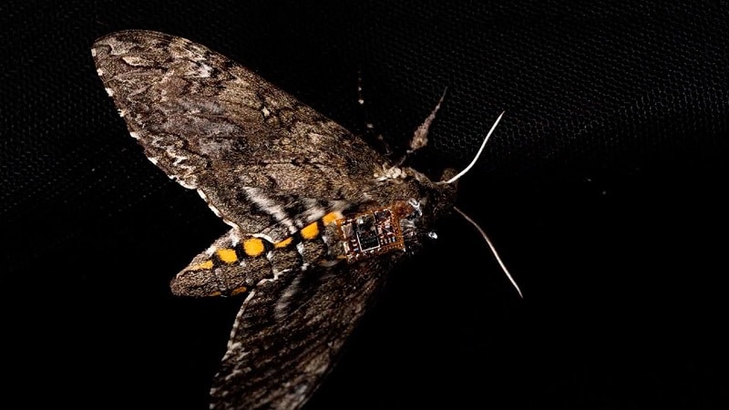 Un papillon de nuit équipé d'un capteur environnemental