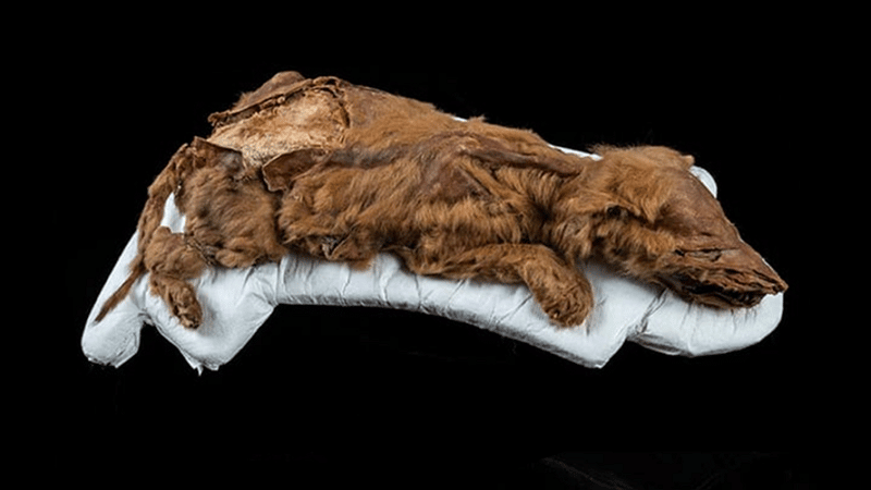 Chiot-loup retrouvé dans le permafrost au Canada - Université Des Moines