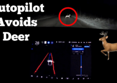 La conduite entièrement autonome d'une voiture Tesla évite un chevreuil en pleine nuit