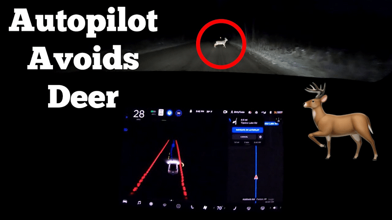 La conduite entièrement autonome d'une voiture Tesla évite un chevreuil en pleine nuit - Dirty Tesla / YouTube