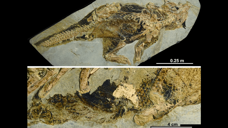 Le spécimen de Psittacosaurus, du Musée d'histoire naturelle Senckenberg - Jakob Vinther, Université de Bristol et Bob Nicholls/Paleocreations.com 2020