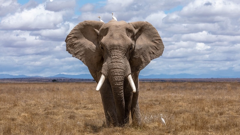 L'éléphant d'Afrique