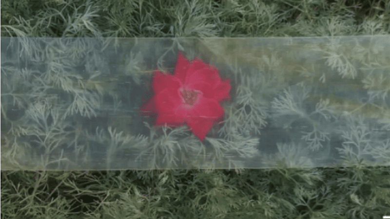 Bois transparent - Qinqin Xia, University of Maryland/Science Advances)