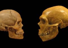 gene humain neandertalien