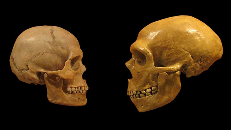 Comparaison entre un crâne humain (à gauche) et un crâne néandertalien (à droite)