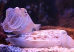 cuttlefish 800340 1280