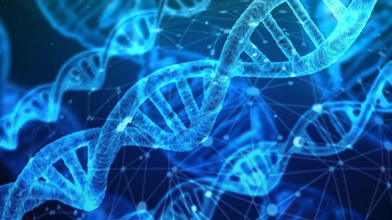 Illustration de séquences d'ADN