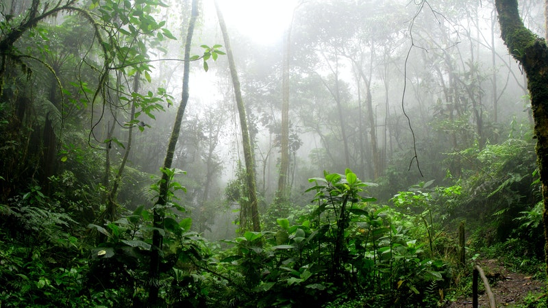 Une forêt tropicale en Colombie