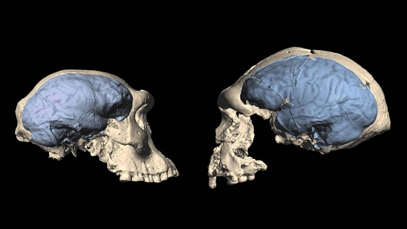 Crâne des premiers Hommes - M. Ponce de Leon et Ch. Zollikofer, Université de Zurich