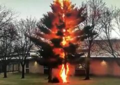 Eclair détruisant un arbre