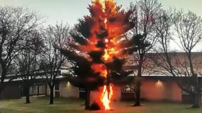 Image 1 : Regardez en vidéo comment un éclair peut détruire un arbre en un clin d'œil