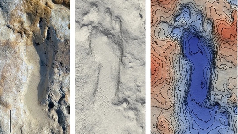 Empreinte de pas fossilisée - Mayoral et al. 2021