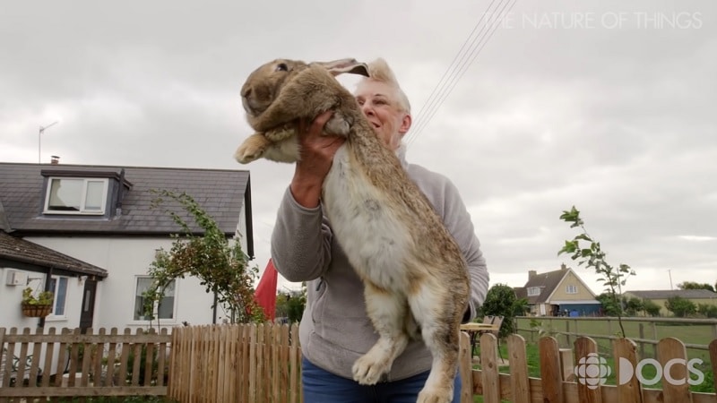 Darius, le plus grand lapin du monde