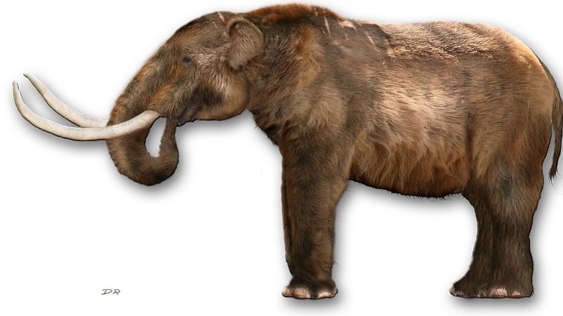Représentation d'un mammut