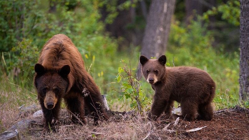 Une maman ourse brune et son ourson
