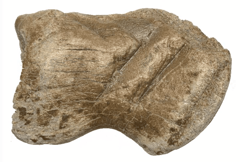 Image 2 : Un vieil os de 51 000 ans prouve que les Hommes de Néandertal étaient des artistes