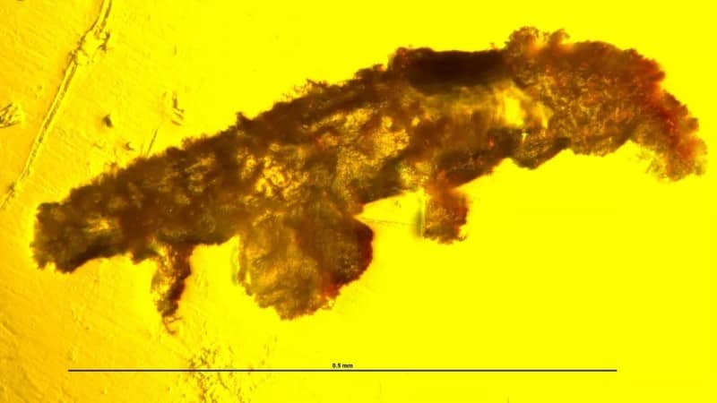 tardigrade firstlateral