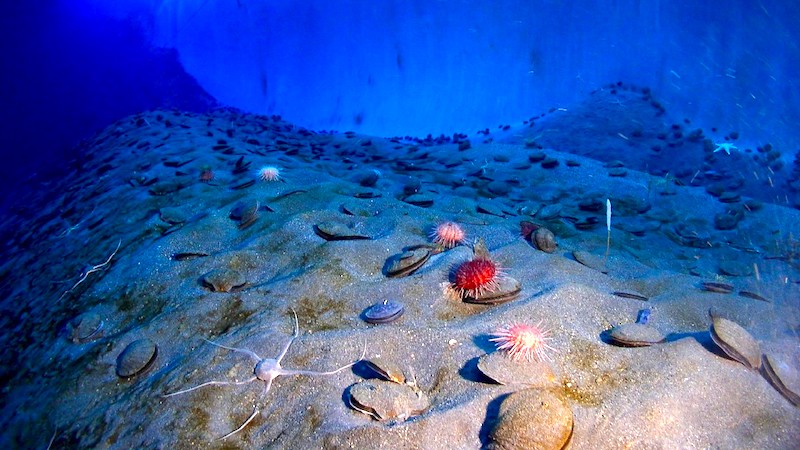 Image 1 : La vie extrême est possible dans les fonds marins et les océans d’autres planètes