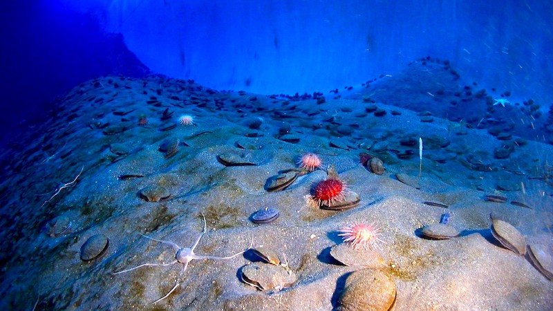 sea floor antarctica