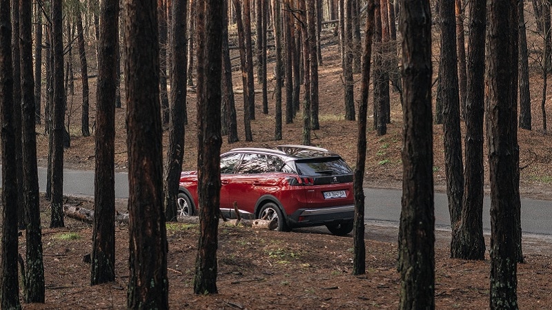 Une voiture dans une forêt