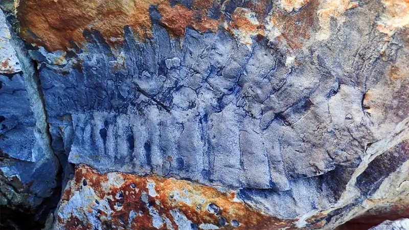 La carapace fossilisée d'Arthropleura - Crédits : Neil Davies