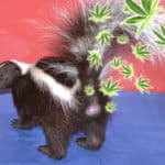 Des chercheurs ont isolé les agents chimiques  responsables de l’odeur « Skunk » caractéristique du cannabis