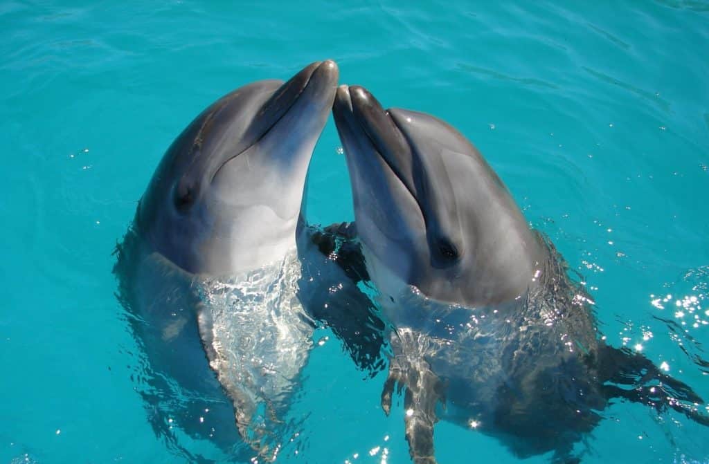 Image 1 : Les dauphins femelles sont dotées d'un clitoris qu'elles frottent pour prendre leur pied