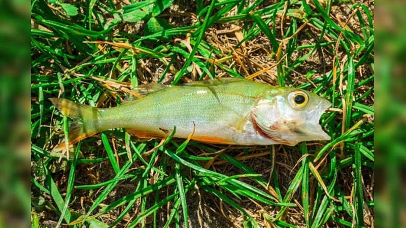 Un poisson tombé du ciel au Texas