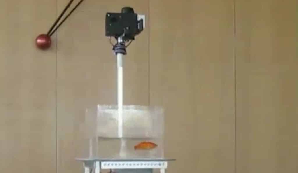 Image 1 : Des scientifiques apprennent à conduire à des poissons rouges