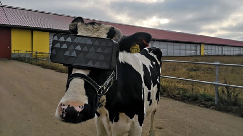 Une vache avec un casque de réalité virtuelle en Russie