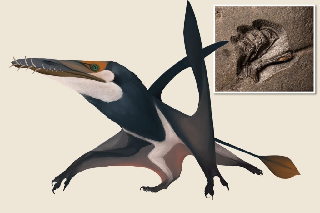 Le plus grand ptérosaure du Jurassique jamais enregistré a été découvert en Écosse (vidéo) By Jack35  Dk-comp-birb-v2-1-1024x683