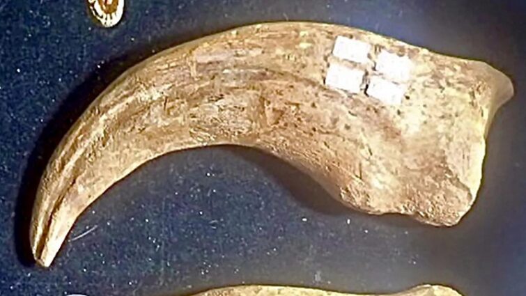 Bague Dinosaure Griffe de Vélociraptor - Boutique Dinosaure