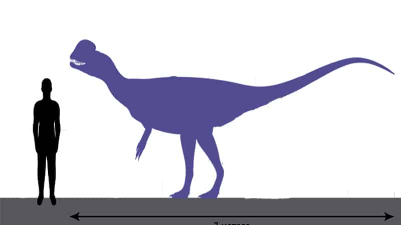 Comparaison de taille entre un Dilophosaurus et un humain - Crédits : Wikimedia