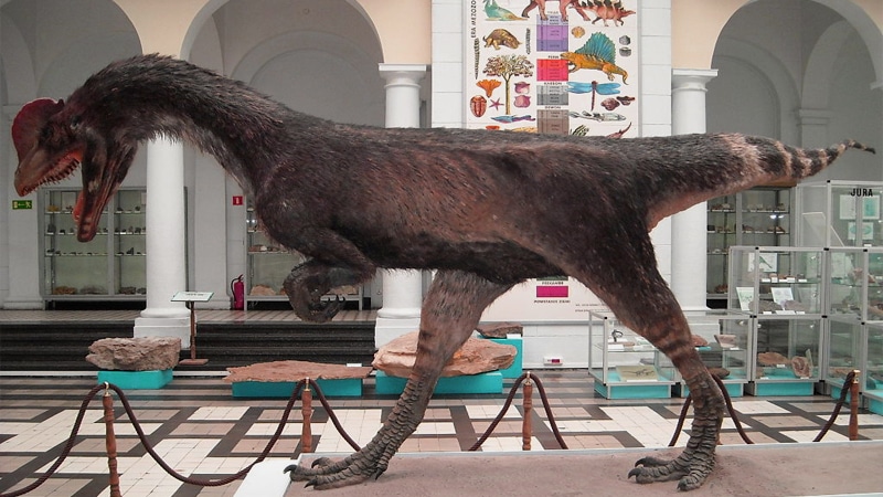 Dilophosaurus wetherilli - Crédits : Wikimedia