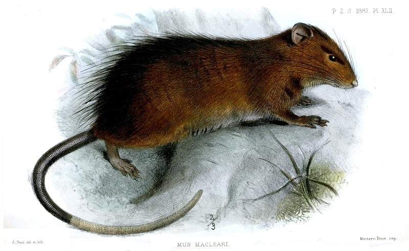 Le Rattus macleari