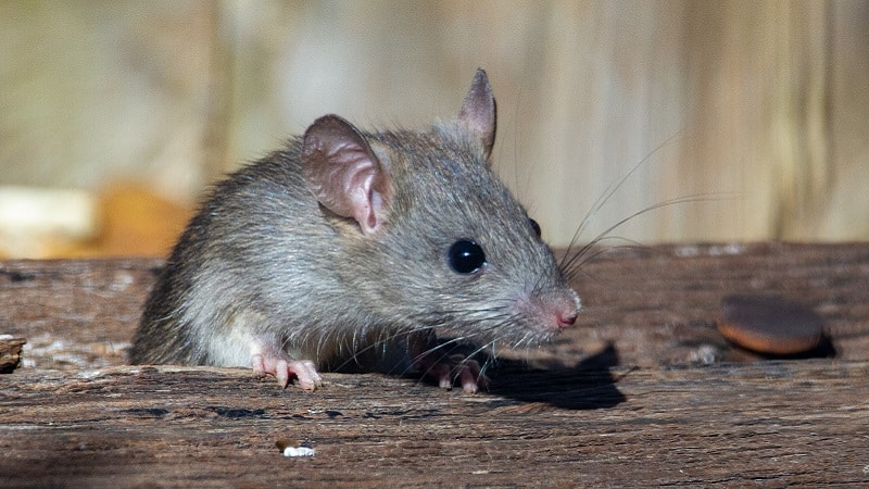 Un rat