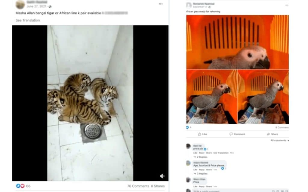 Image 1 : Perroquet, bébé tigre, le trafic d'animaux protégés pullule sur Facebook