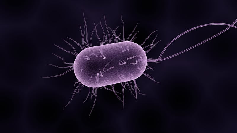 Exemple d'une bactérie - Crédits :  Pixabay/sbtlneet