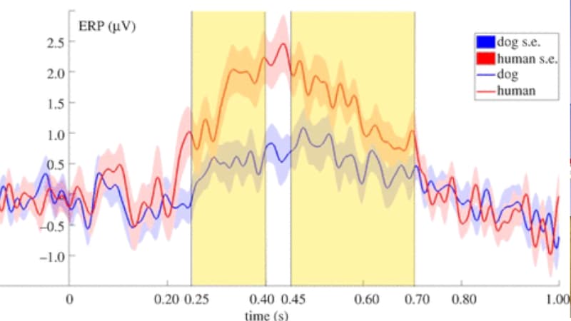 Diagramme faisant apparaître les différences de mesures en fonction de la nature humaine ou canine du stimulus - Crédits : Anna Bálint, Huba Eleőd, Lilla Magyari, Anna Kis et Márta Gácsi