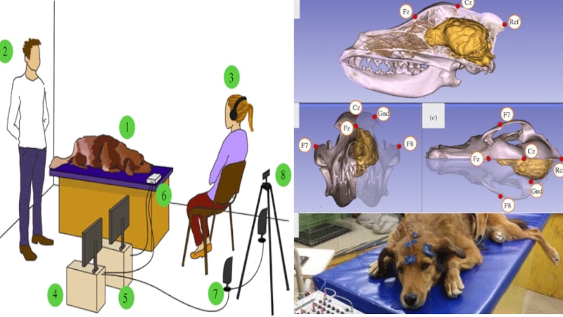 L'installation expérimentale non-invasive mise en place par l'équipe d'Anna Bálint - Crédits : Anna Bálint, Huba Eleőd, Lilla Magyari, Anna Kis et Márta Gácsi