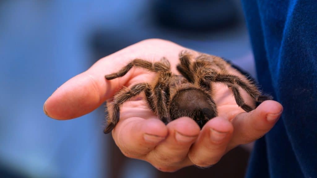 Image 1 : eBay: des employés envoyaient araignées et cafards chez un couple pour le terroriser