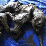 Un bébé mammouth laineux momifié de 30 000 ans découvert au Canada