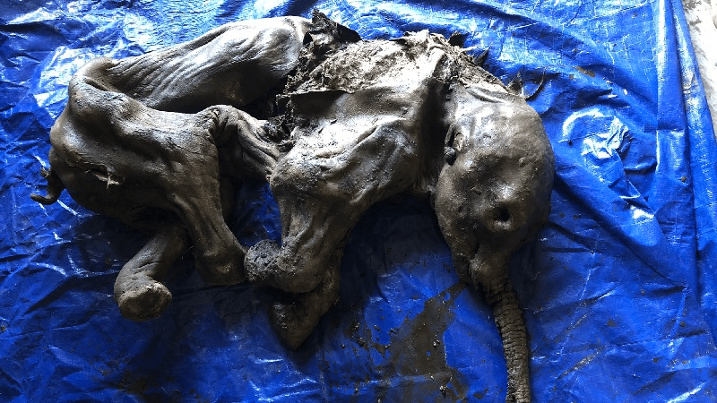 Le bébé mammouth laineux momifié trouvé au Canada