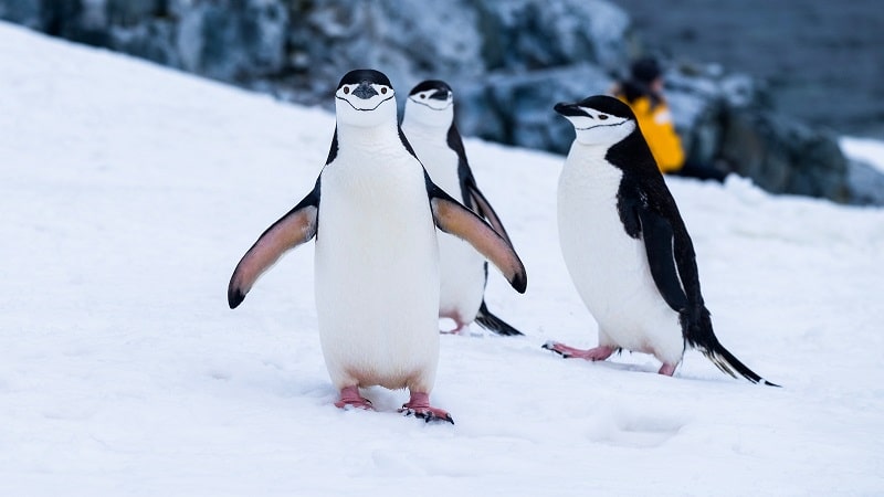 Des manchots à jugulaire en Antarctique