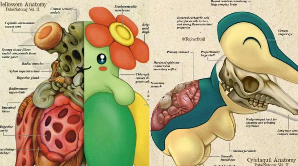 Image 1 : Ces illustrations troublantes dévoilent les entrailles des Pokémon